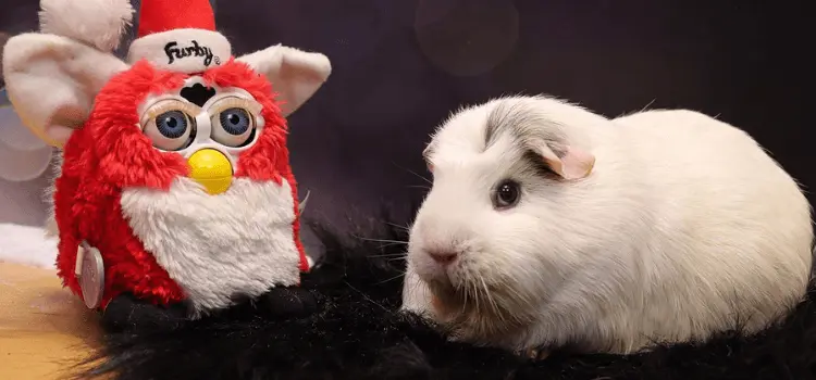 Do Guinea Pigs Like Stuffed Animals