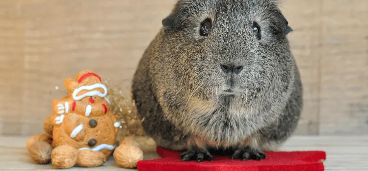 Do Guinea Pigs Like Stuffed Animals